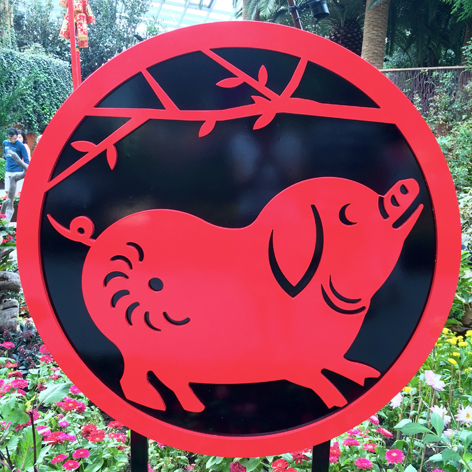 Red Boar-Pig